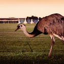 Emu