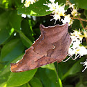 Question Mark Butterfly
