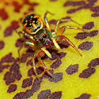 Jumping spider