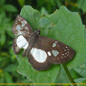 Leucaspis Skipper