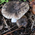 Russula