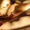 Corn Snake