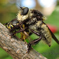 Flies!