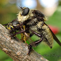 Bee Killer Fly