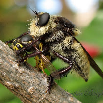 Flies!