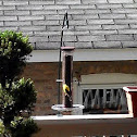 American Goldfinch