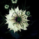 Love-in-a-mist
