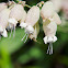 Bladder Campion