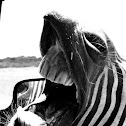zebra