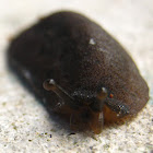 Slug