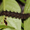 caterpillar