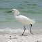Snowy Egret