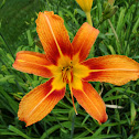 Lily