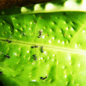Ants