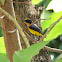 Violaceous Euphonia