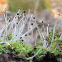common pellia