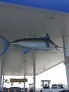 Big Blue Marlin