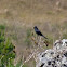 Maria-preta-de-penacho jovem (Crested Black-Tyrant, juvenile)