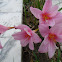 Rain lily