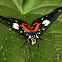 Noctuid moth