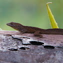 Habana Anole