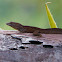 Habana Anole