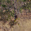 Patas Monkey