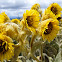 Frailejón