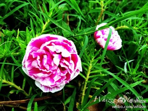Spotting Image 1
