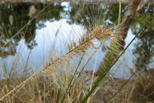 Swamp Foxtail | Project Noah