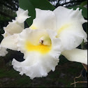 Orchid