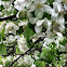 Flowering Dogwood