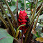 Heliconia