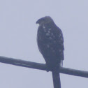 hawk