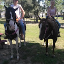 Horses