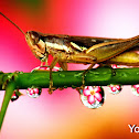 Grasshopper