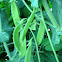 Oregon Sugar Pod II