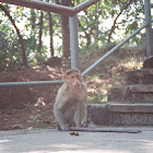 Moneky
