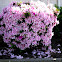 Azalea