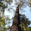 Three-needled Pine
