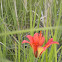 Orange-cup Lily