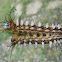Caterpillar