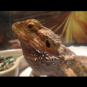 Bearded dragon