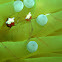 Mushroom Coral shrimp.
