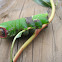 Puss Moth Catrepillar
