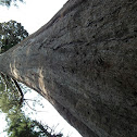 Giant sequoia