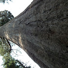 Giant sequoia