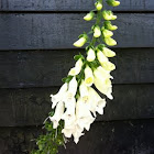 Lupine
