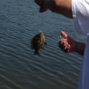 Blue gill