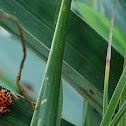 Strawberry Posion Dart Frog